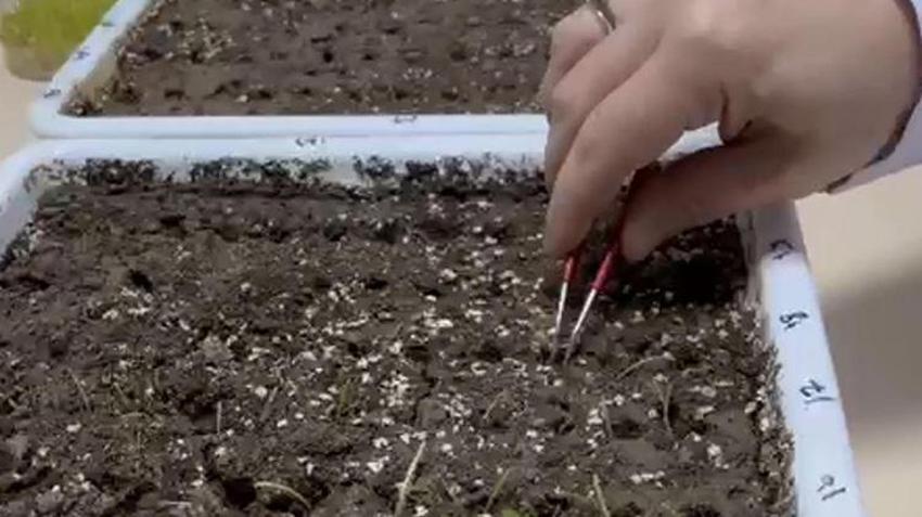 Eksi 21 dereceye meydan okuyor! Erzurum'da 'süper tohum' mesaisi: Kar yokken bile ölmeyen buğday geliştirildi