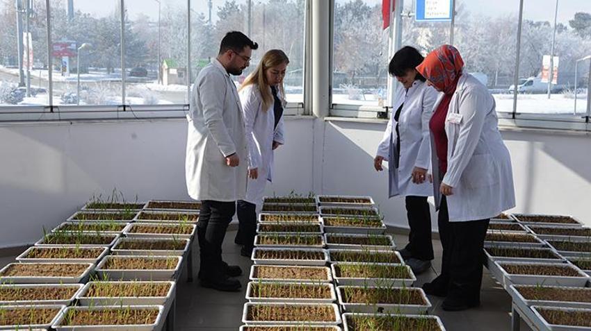 Eksi 21 dereceye meydan okuyor! Erzurum'da 'süper tohum' mesaisi: Kar yokken bile ölmeyen buğday geliştirildi