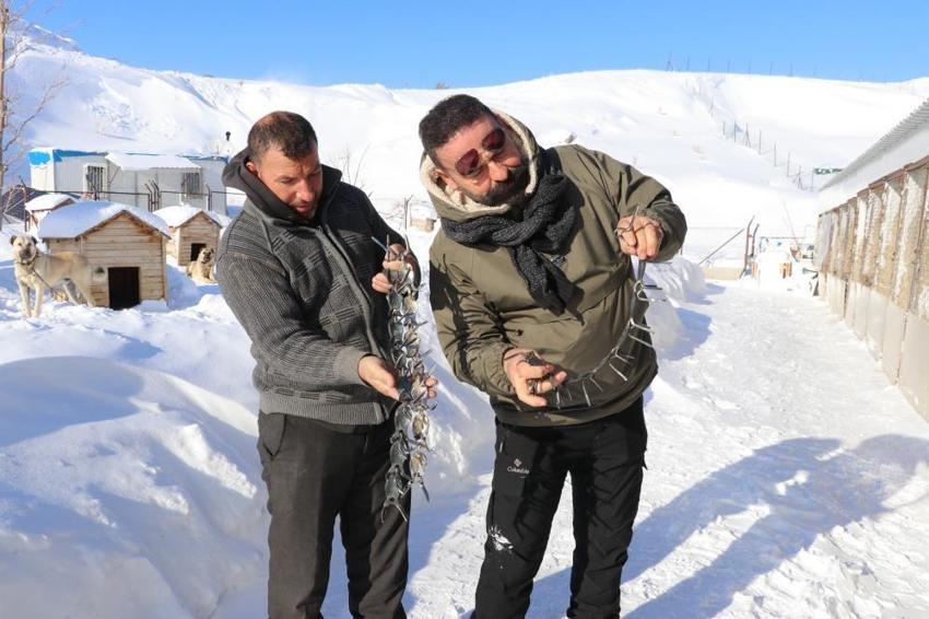 Sadece Sivas'ın Gürün ilçesinde üretiliyor! Boynuna takan kurtuluyor: Anadolu'da çoban köpeklerinin gizli silahı! 'Kurda dişini söktürüyor'