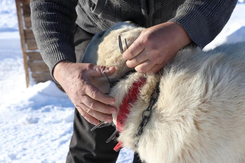 Sadece Sivas'ın Gürün ilçesinde üretiliyor! Boynuna takan kurtuluyor: Anadolu'da çoban köpeklerinin gizli silahı! 'Kurda dişini söktürüyor'