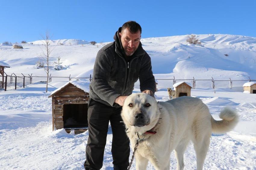 Sadece Sivas'ın Gürün ilçesinde üretiliyor! Boynuna takan kurtuluyor: Anadolu'da çoban köpeklerinin gizli silahı! 'Kurda dişini söktürüyor'