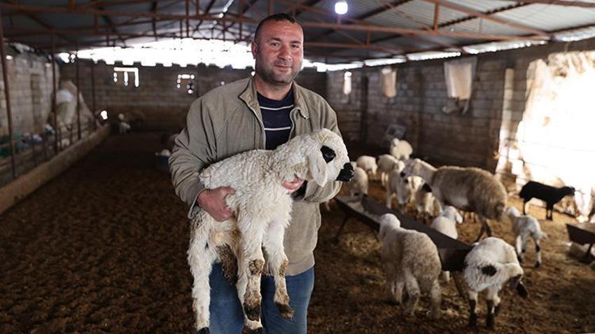 Depremde 17 hayvanını kaybetmişti: Aldığı destek ile sürüsü katlanarak arttı