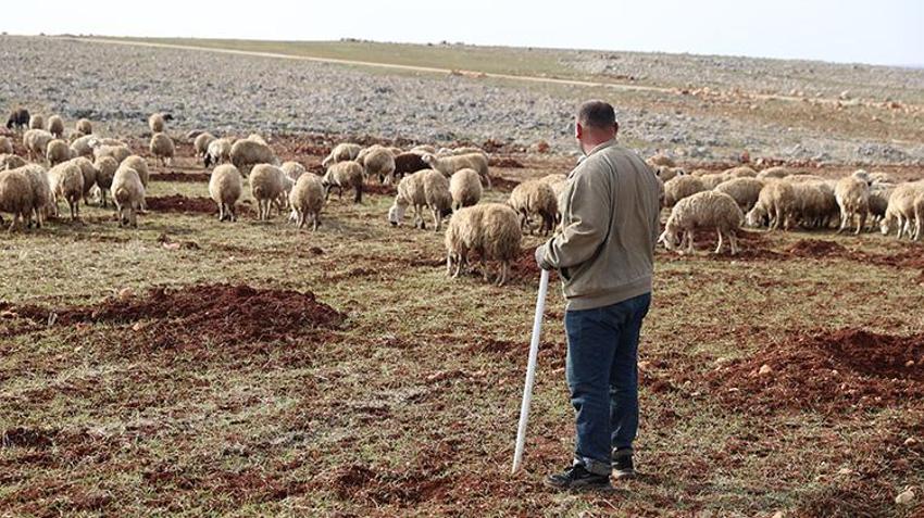 Depremde 17 hayvanını kaybetmişti: Aldığı destek ile sürüsü katlanarak arttı