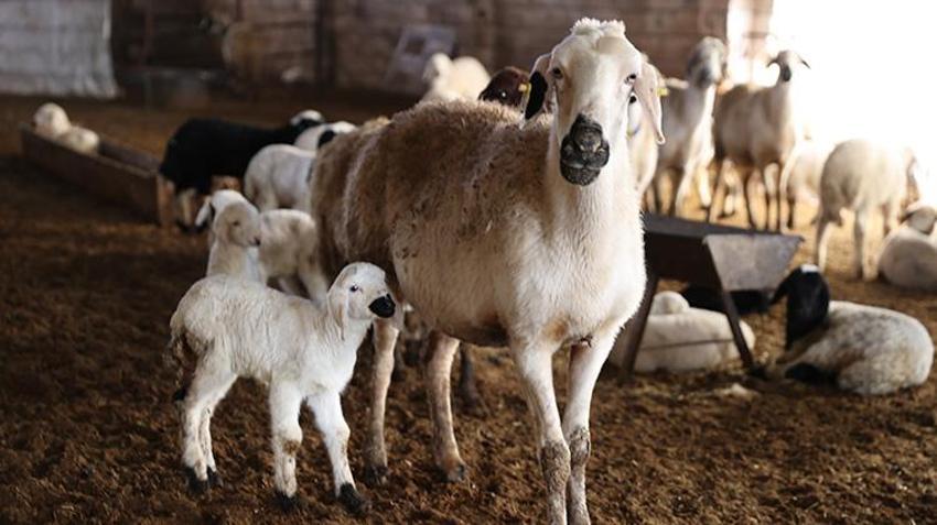 Depremde 17 hayvanını kaybetmişti: Aldığı destek ile sürüsü katlanarak arttı