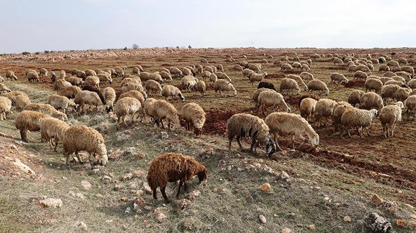 Depremde 17 hayvanını kaybetmişti: Aldığı destek ile sürüsü katlanarak arttı
