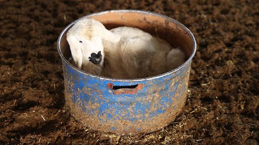 Depremde 17 hayvanını kaybetmişti: Aldığı destek ile sürüsü katlanarak arttı