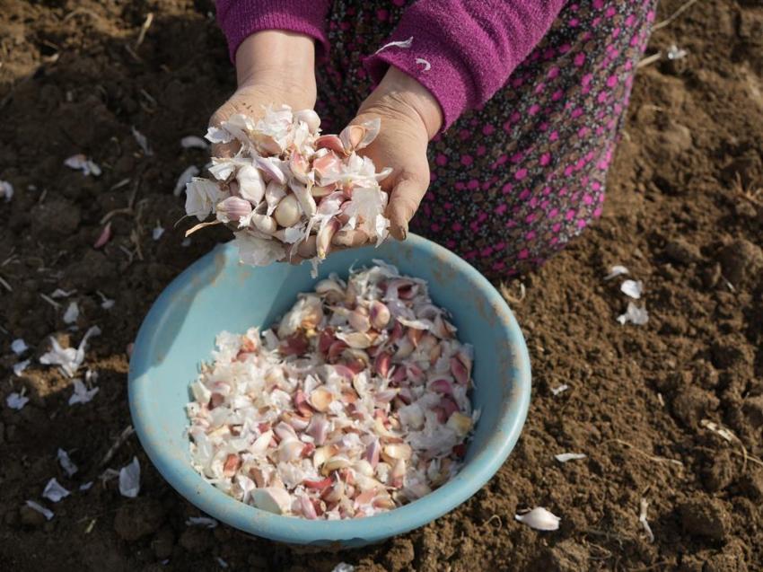 Kastamonu'da 4 bin aile bu üründen geçimini sağlıyor! Beyaz altın mesaisi erken başladı: Duyan tarlaya koştu