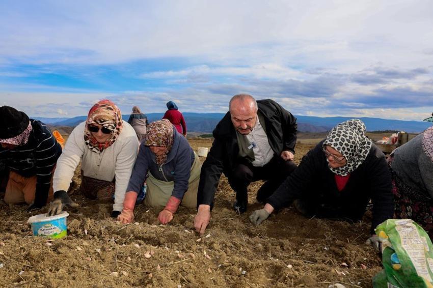 Kastamonu'da 4 bin aile bu üründen geçimini sağlıyor! Beyaz altın mesaisi erken başladı: Duyan tarlaya koştu