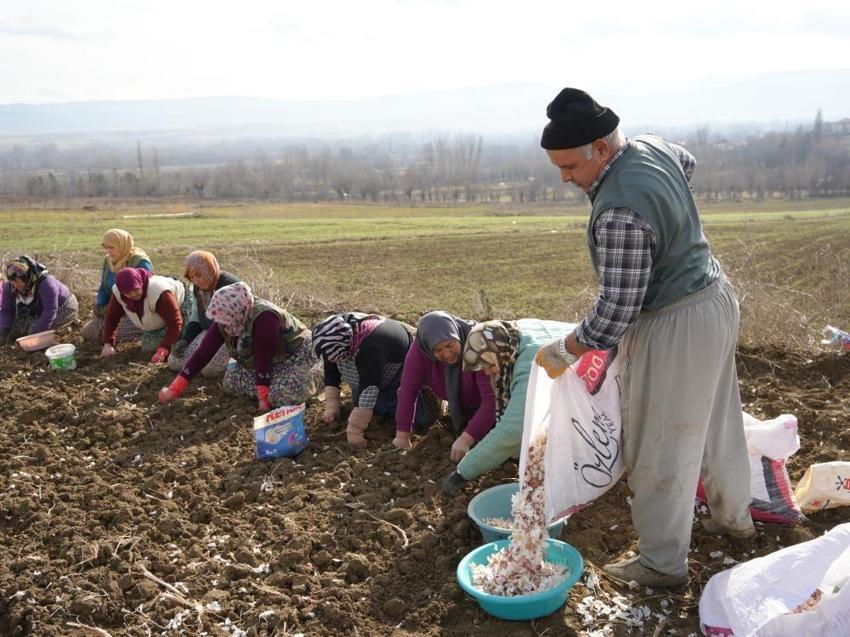 Kastamonu'da 4 bin aile bu üründen geçimini sağlıyor! Beyaz altın mesaisi erken başladı: Duyan tarlaya koştu
