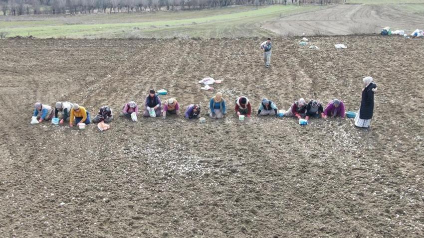 Kastamonu'da 4 bin aile bu üründen geçimini sağlıyor! Beyaz altın mesaisi erken başladı: Duyan tarlaya koştu