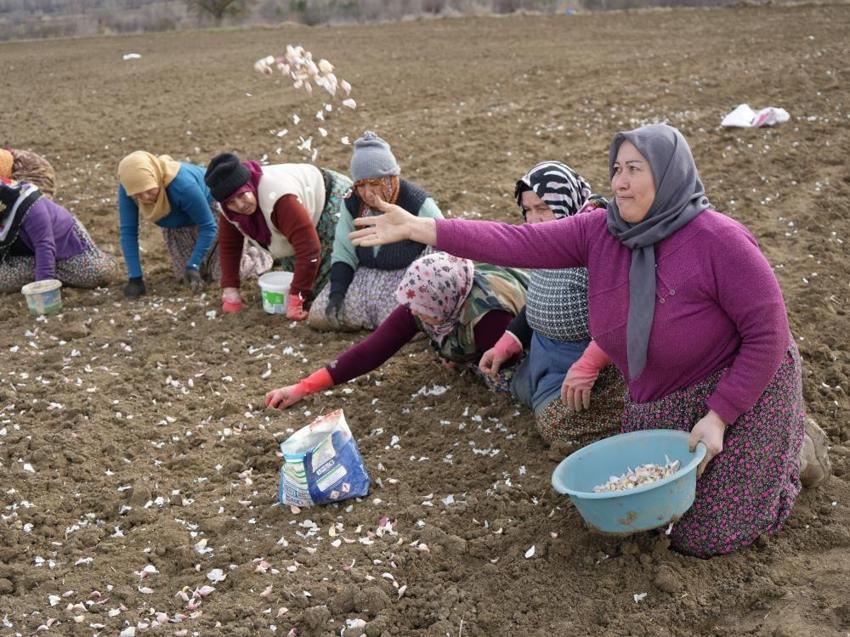 Kastamonu'da 4 bin aile bu üründen geçimini sağlıyor! Beyaz altın mesaisi erken başladı: Duyan tarlaya koştu