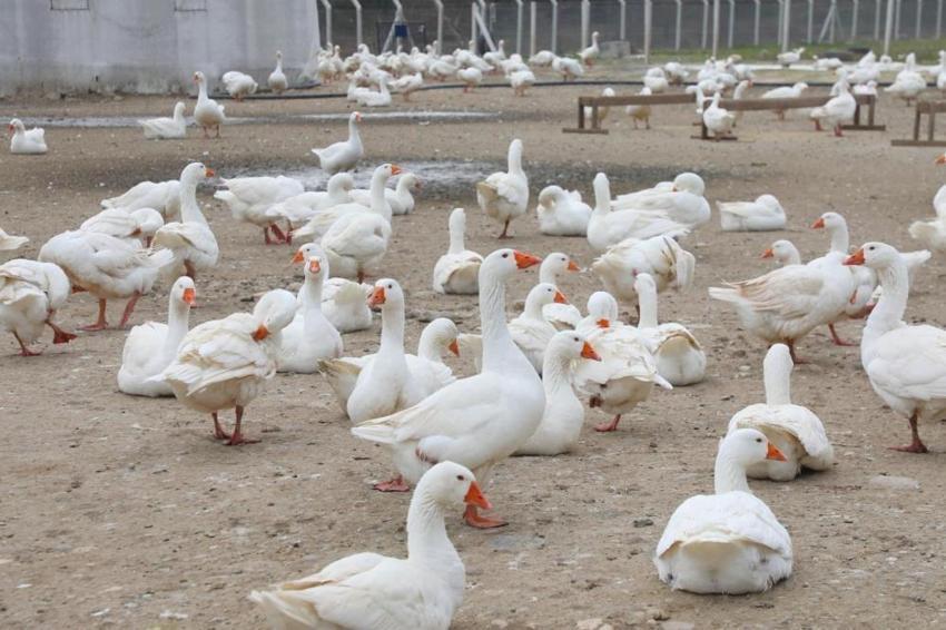 Ordu'da alım garantisi verildi! Üretici yetiştiriyor, kapış kapış satılıyor