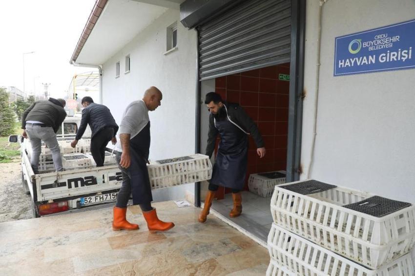 Ordu'da alım garantisi verildi! Üretici yetiştiriyor, kapış kapış satılıyor