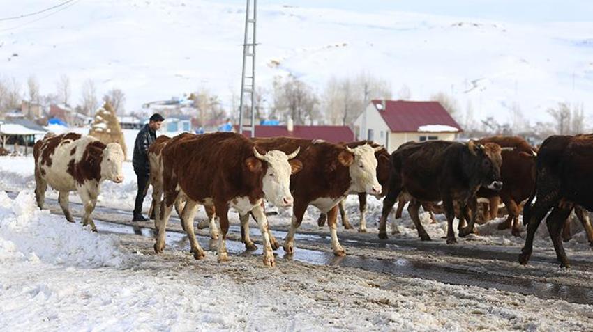 Üniversiteyi bitiren geri döndü: İlkel yöntemleri bıraktılar, yılda 8 milyon lira kazanıyorlar