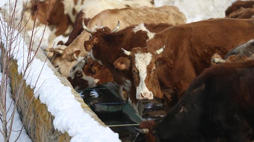 Üniversiteyi bitiren geri döndü: İlkel yöntemleri bıraktılar, yılda 8 milyon lira kazanıyorlar