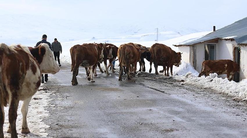 Üniversiteyi bitiren geri döndü: İlkel yöntemleri bıraktılar, yılda 8 milyon lira kazanıyorlar