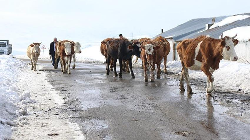 Üniversiteyi bitiren geri döndü: İlkel yöntemleri bıraktılar, yılda 8 milyon lira kazanıyorlar