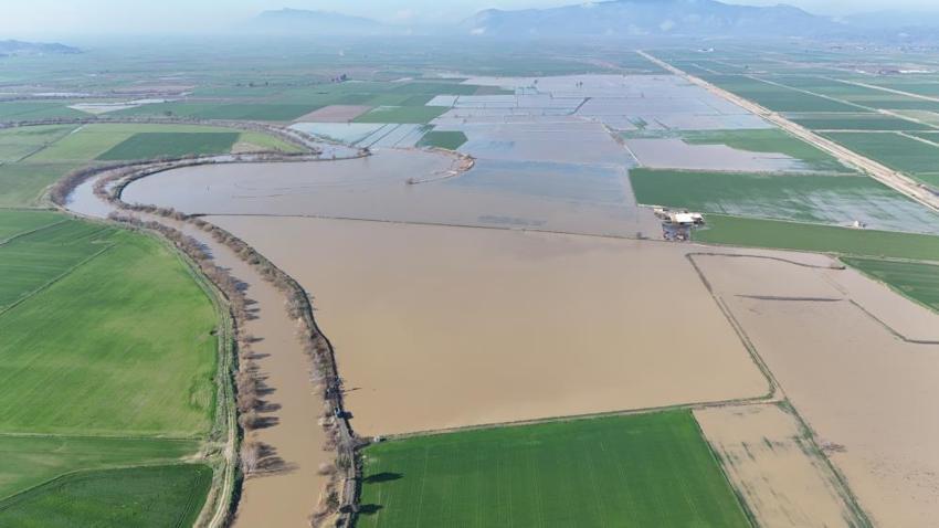 Aydın'da yüzlerce dönümde etkili oldu: Üretim alanlarında görüldü