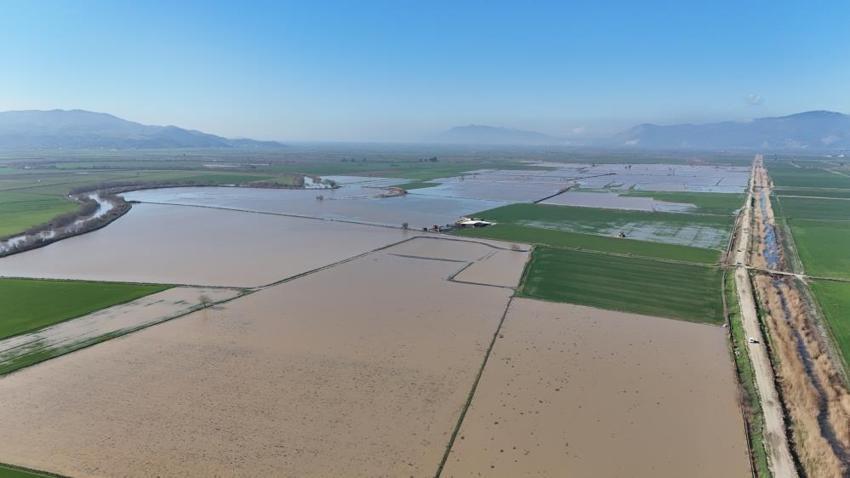 Aydın'da yüzlerce dönümde etkili oldu: Üretim alanlarında görüldü