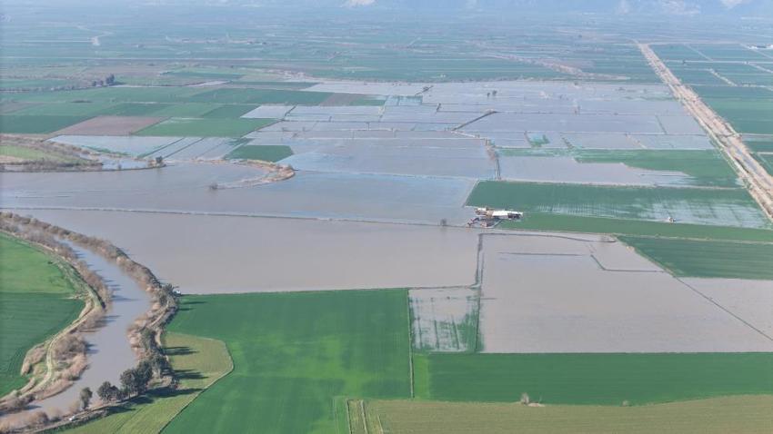 Aydın'da yüzlerce dönümde etkili oldu: Üretim alanlarında görüldü