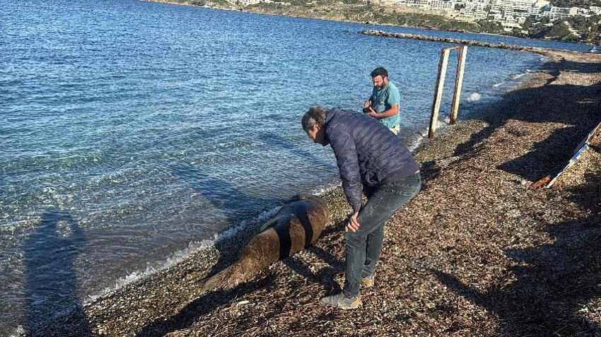 Nesli tehlike altındaki Akdeniz foku Bodrum sahilinde görüntülendi