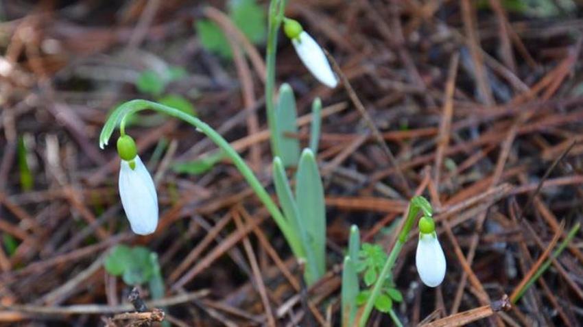 Cezası 5 yılda 7 kat arttı! Bu çiçeği koparmanın cezası dudak uçuklatıyor