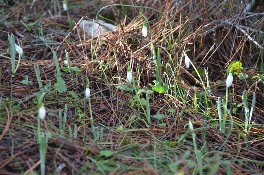 Cezası 5 yılda 7 kat arttı! Bu çiçeği koparmanın cezası dudak uçuklatıyor