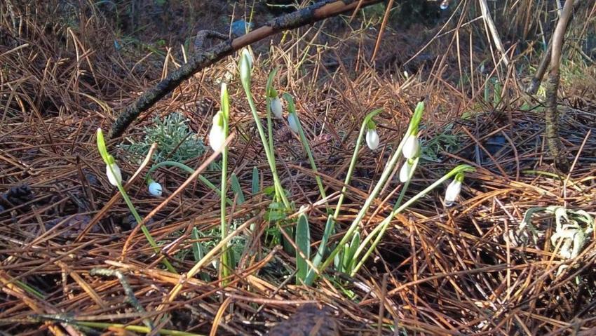 Cezası 5 yılda 7 kat arttı! Bu çiçeği koparmanın cezası dudak uçuklatıyor