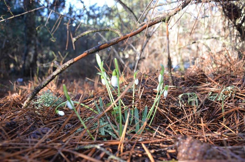 Cezası 5 yılda 7 kat arttı! Bu çiçeği koparmanın cezası dudak uçuklatıyor