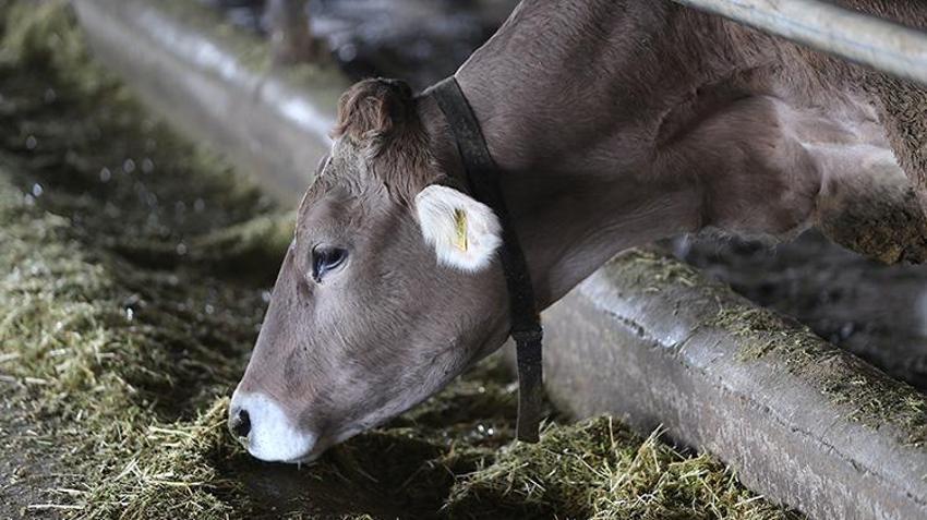 Depremin izleri üretimle siliniyor: Telef olan hayvanların yerine hibeler geldi, süt üretimi başladı