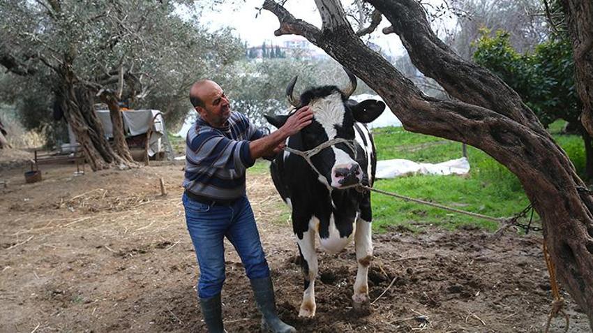 Depremin izleri üretimle siliniyor: Telef olan hayvanların yerine hibeler geldi, süt üretimi başladı