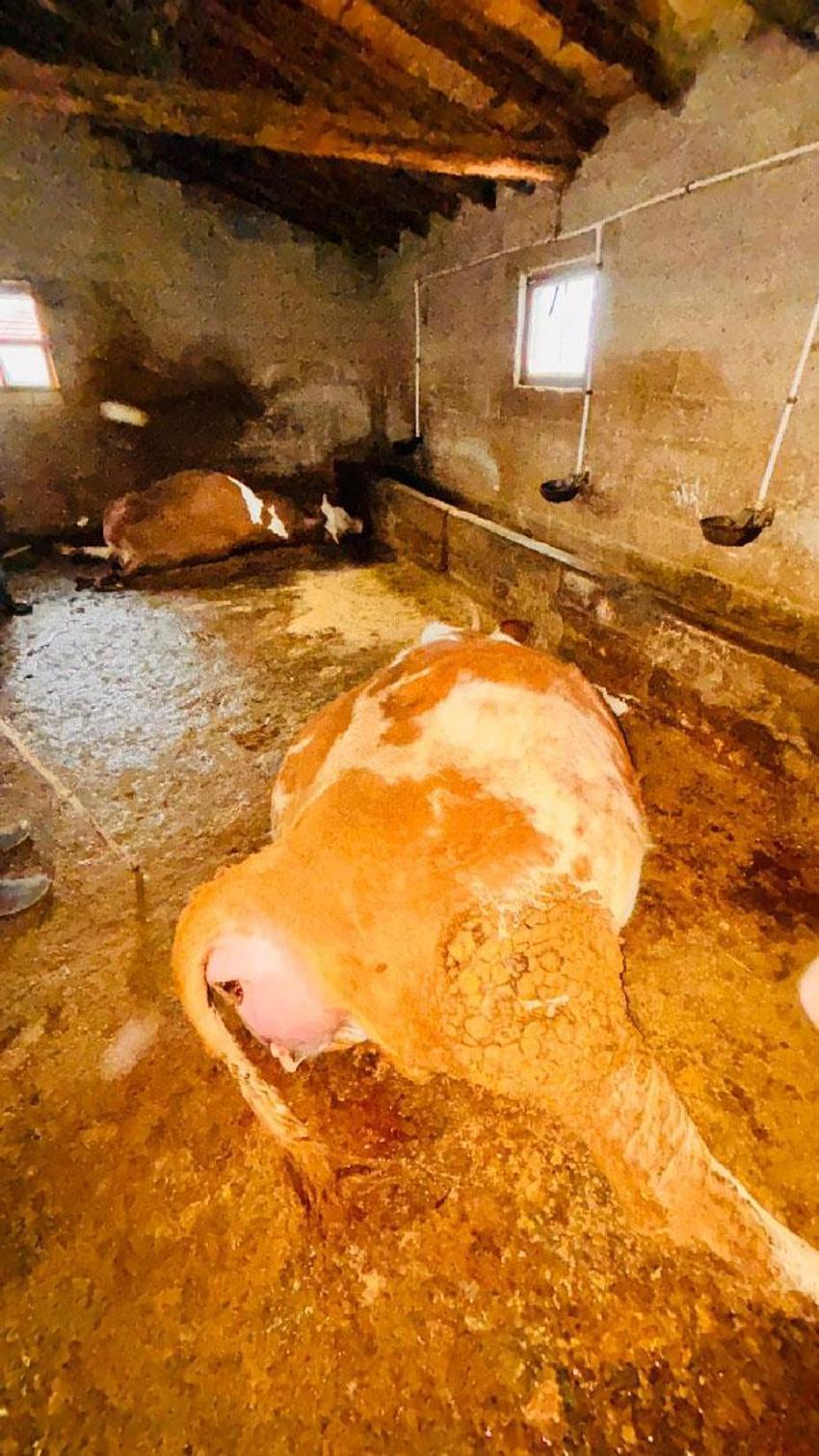 Yozgat'ta şiddetli yağışlar felaket getirdi: Ahırlara yıldırım düştü, hayvanlar telef oldu