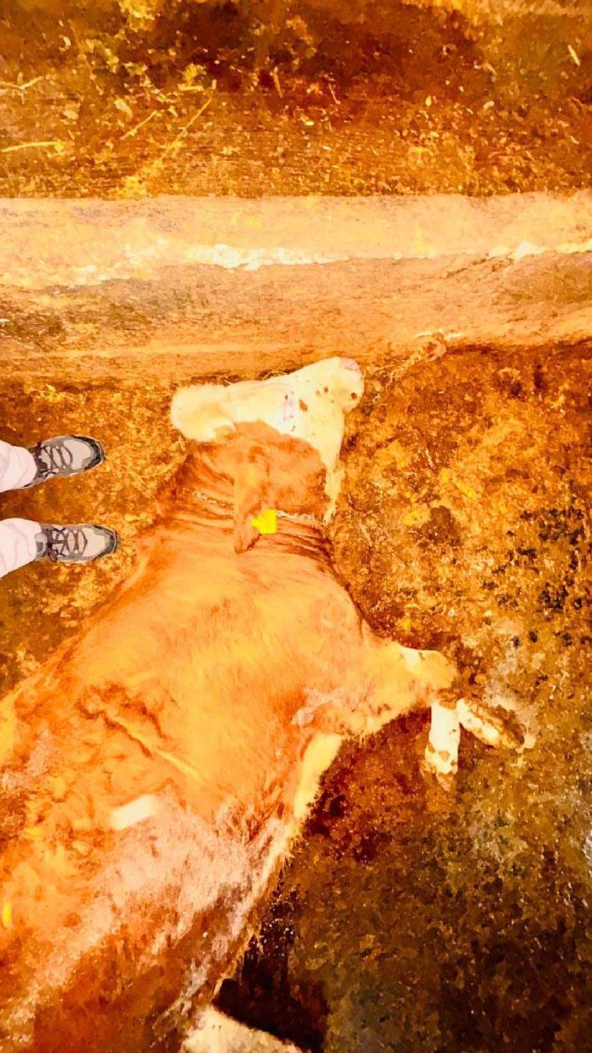 Yozgat'ta şiddetli yağışlar felaket getirdi: Ahırlara yıldırım düştü, hayvanlar telef oldu