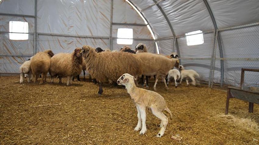 6 Şubat depreminde hayvanlarını kaybeden vatandaşa devletten büyük destek