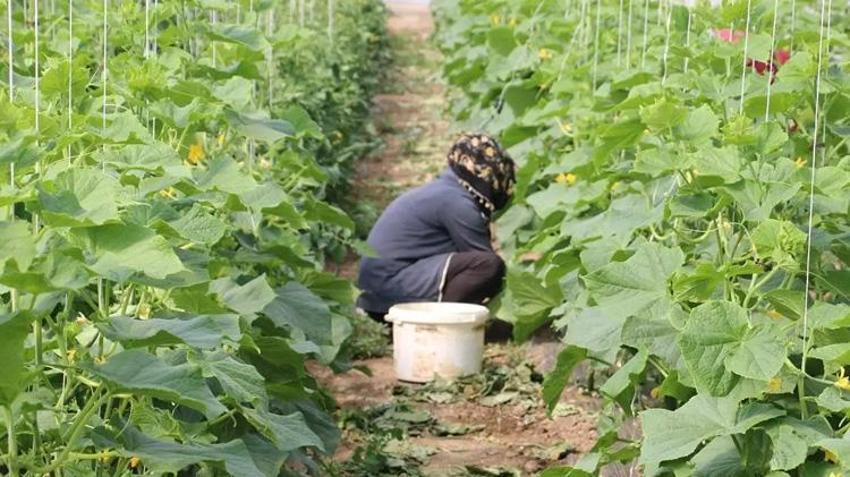 Samsunlu çiftçiye nefes aldıracak proje! 150 bin adet üretilecek, üreticinin geliri artacak