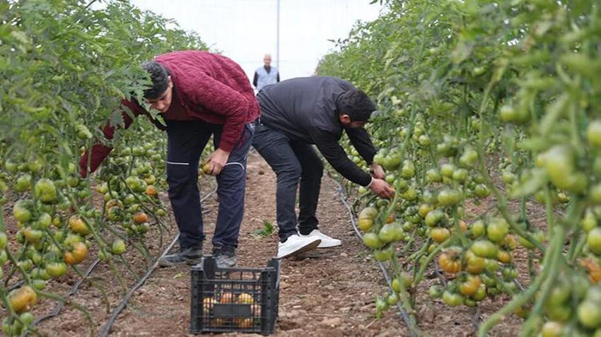 Samsunlu çiftçiye nefes aldıracak proje! 150 bin adet üretilecek, üreticinin geliri artacak