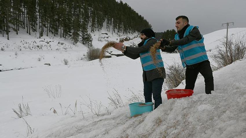 Sarıkamışlı imamlar karda yaban hayatı için seferber oldu! Cübbelerini çıkarıp, bozayı ve kurtlar için dağlara çuvalla yem taşıdılar