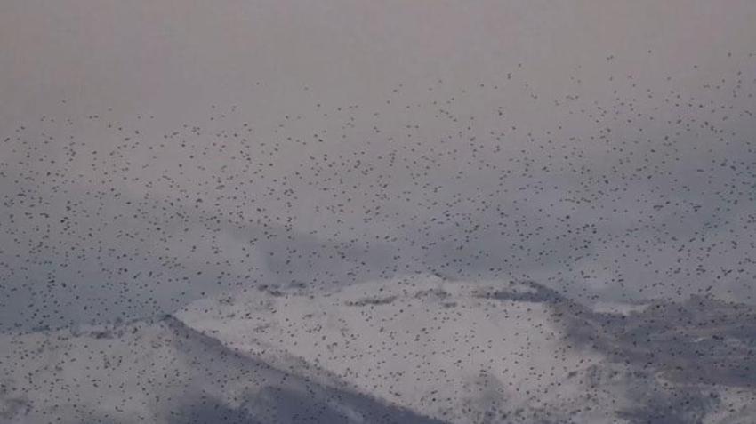 Kayseri’de sığırcık kuşlarının uyum halinde aynı yöne uçtuğu anlar kamerada