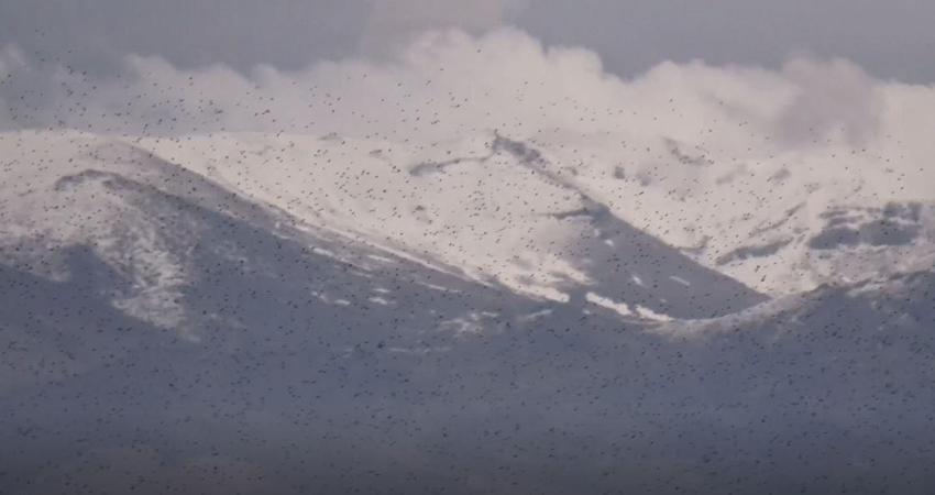 Kayseri’de sığırcık kuşlarının uyum halinde aynı yöne uçtuğu anlar kamerada