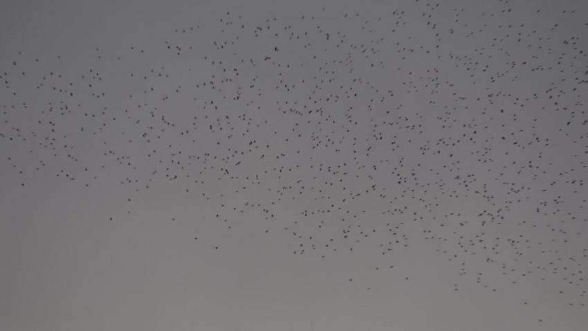 Kayseri’de sığırcık kuşlarının uyum halinde aynı yöne uçtuğu anlar kamerada