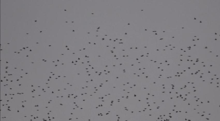 Kayseri’de sığırcık kuşlarının uyum halinde aynı yöne uçtuğu anlar kamerada