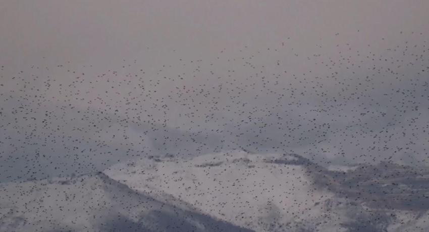 Kayseri’de sığırcık kuşlarının uyum halinde aynı yöne uçtuğu anlar kamerada