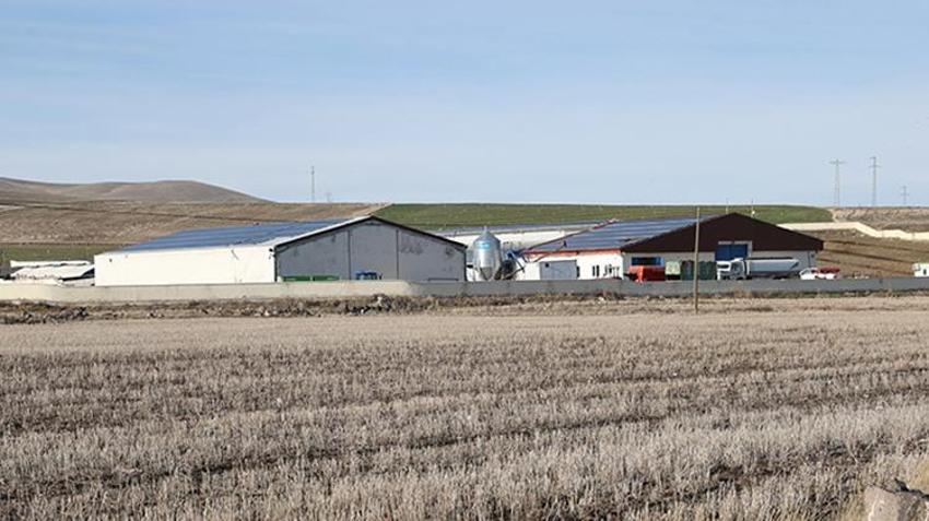 Nevşehir'in köyüne kurdu! 20 tane ile başladı, şimdi 160 tane var, günde tonlarca üretiyor