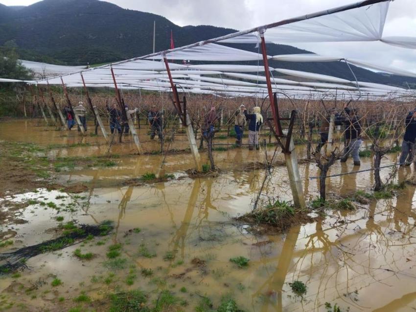 Üzüm bağları sular altında kaldı! Çiftçi ekmek parası pes etmedi