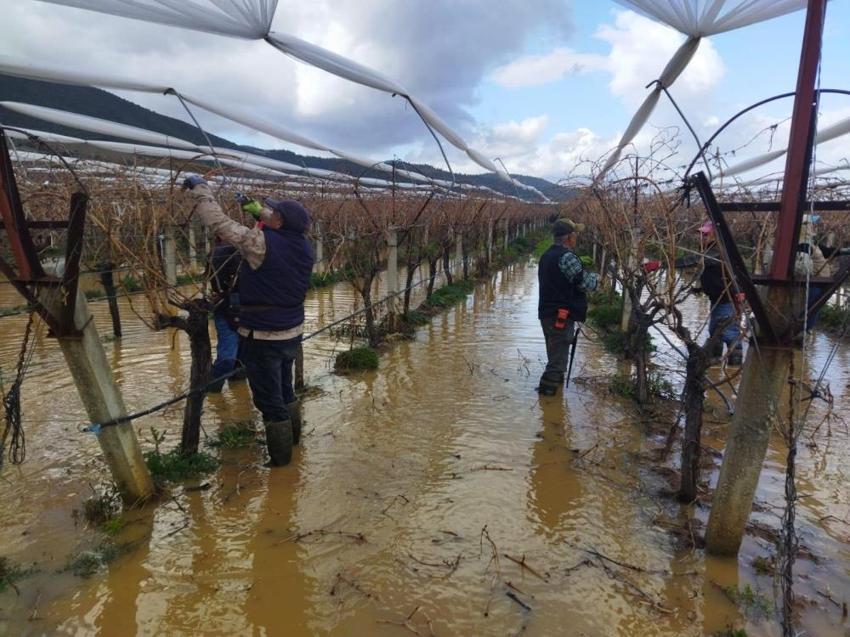 Üzüm bağları sular altında kaldı! Çiftçi ekmek parası pes etmedi