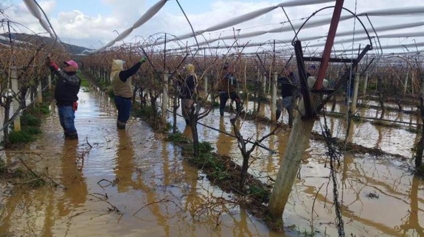 Üzüm bağları sular altında kaldı! Çiftçi ekmek parası pes etmedi