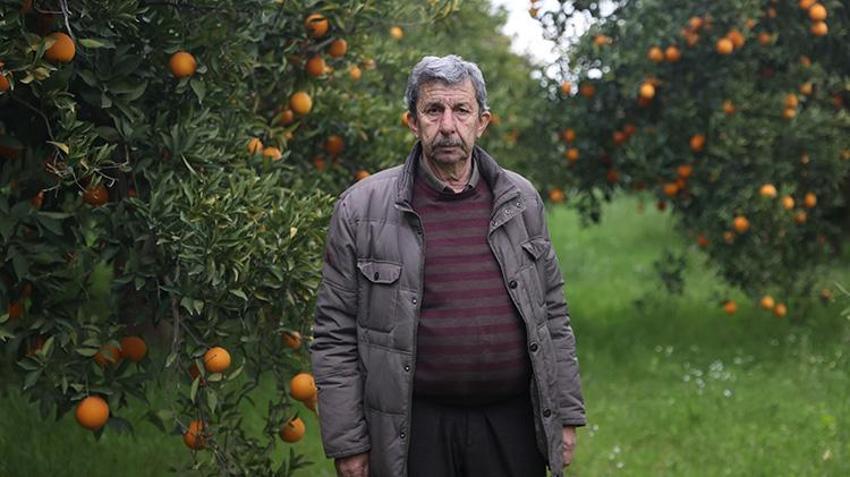 Bahçede kilosu 15-16 lira! Finike portakalında hasat fırtınaya rağmen tam gaz sürüyor