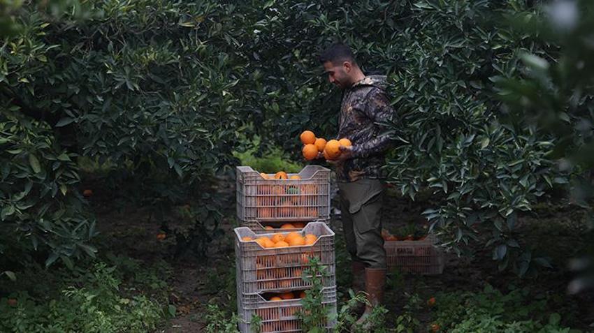 Bahçede kilosu 15-16 lira! Finike portakalında hasat fırtınaya rağmen tam gaz sürüyor