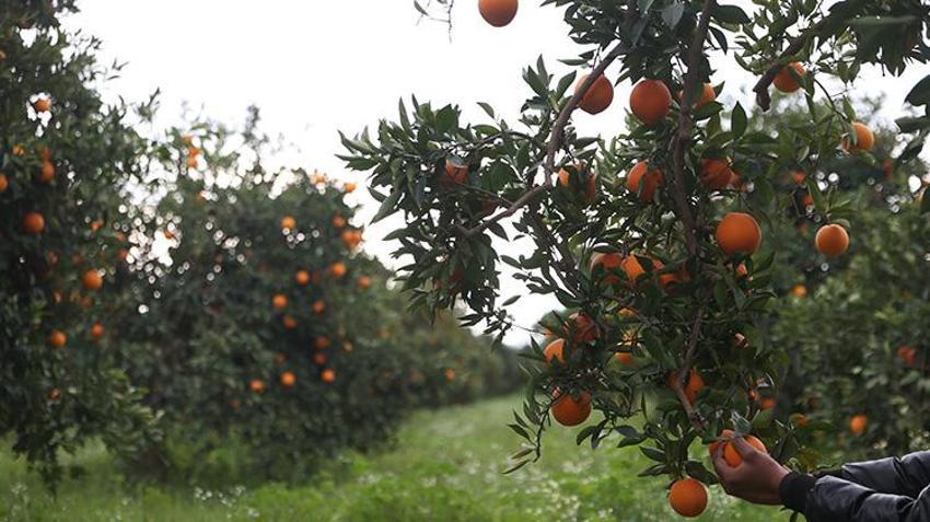 Bahçede kilosu 15-16 lira! Finike portakalında hasat fırtınaya rağmen tam gaz sürüyor