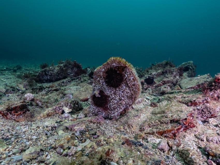 Akdeniz'de tükendi, Tuzla'da ortaya çıktı! Uzmanlar bile şaşırdı
